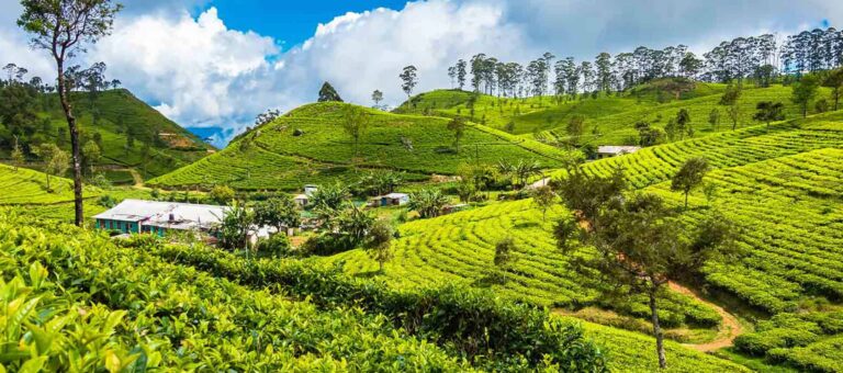 Lipton’s Seat: A Stunning Scenic Wonder in Sri Lanka