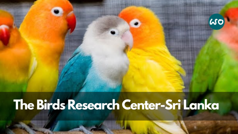 The Birds Research Center in Sri Lanka: A Haven for Avian Research and Conservation Bird research center