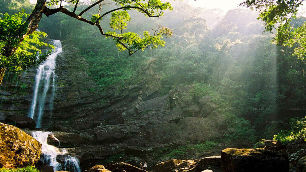 Sinharaja Rain Forest_Sri Lanka